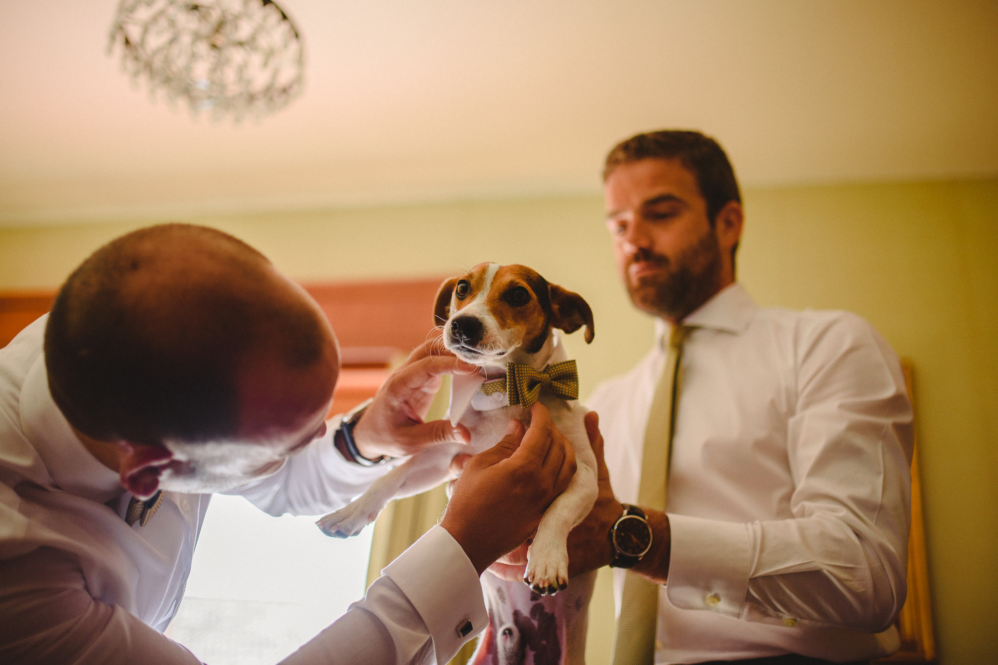 Groom's jack russell getting ready for his human's wedding