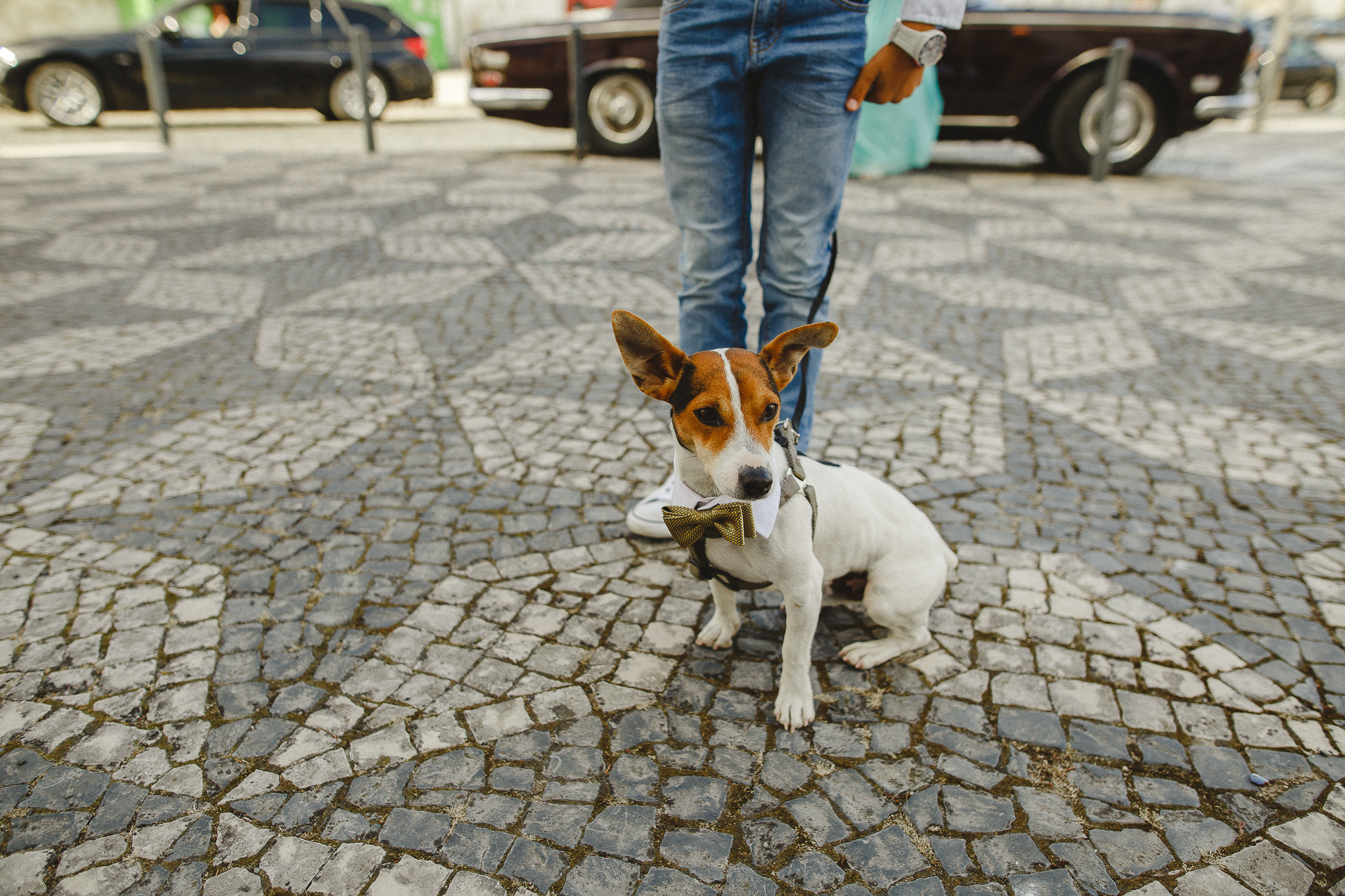 Bride and groom's dog waiting outside the church